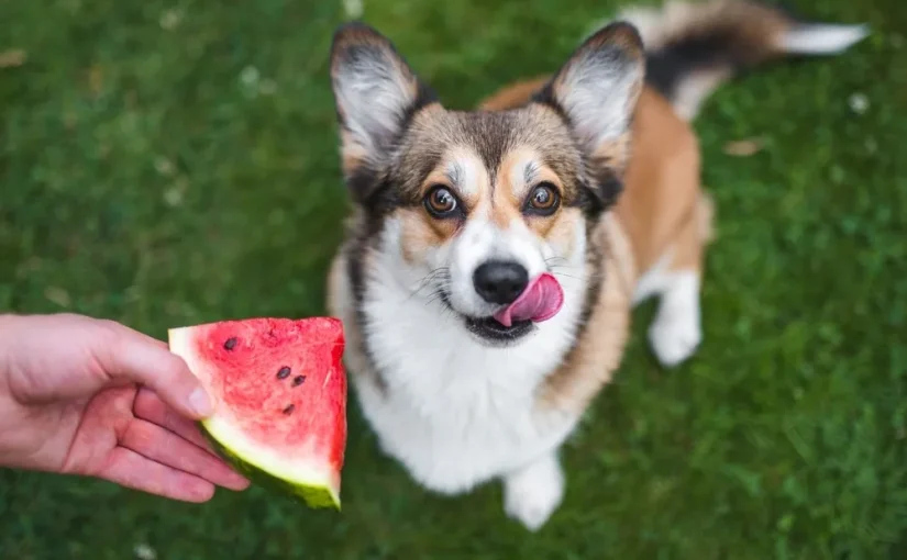 Can Dogs Eat Watermelon