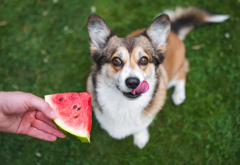 Can Dogs Eat Watermelon Can Dogs Eat Watermelon