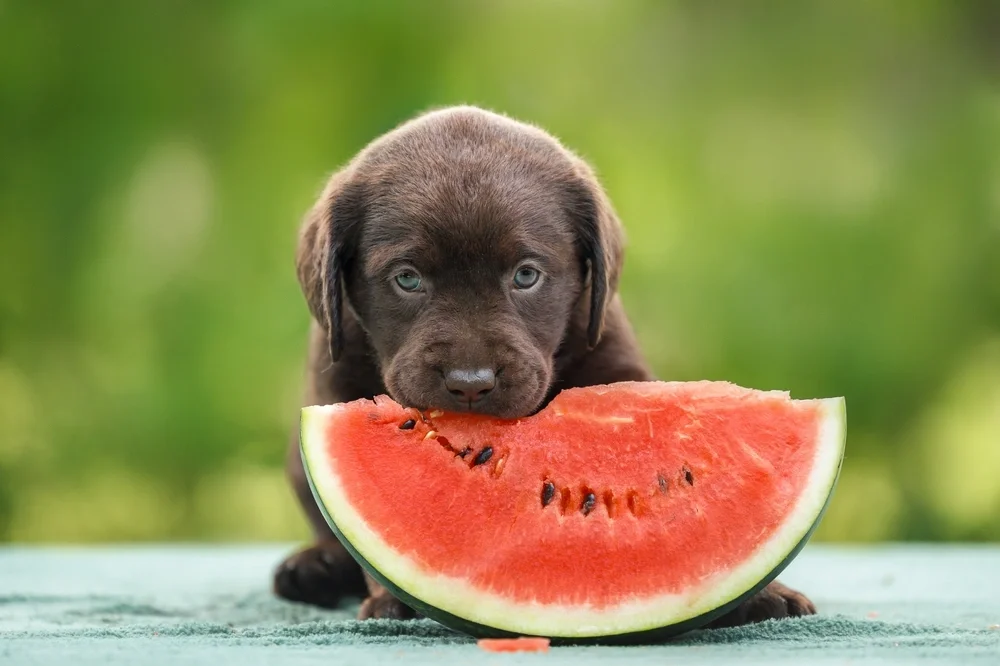 Can Puppies Eat Watermelon Can Puppies Eat Watermelon