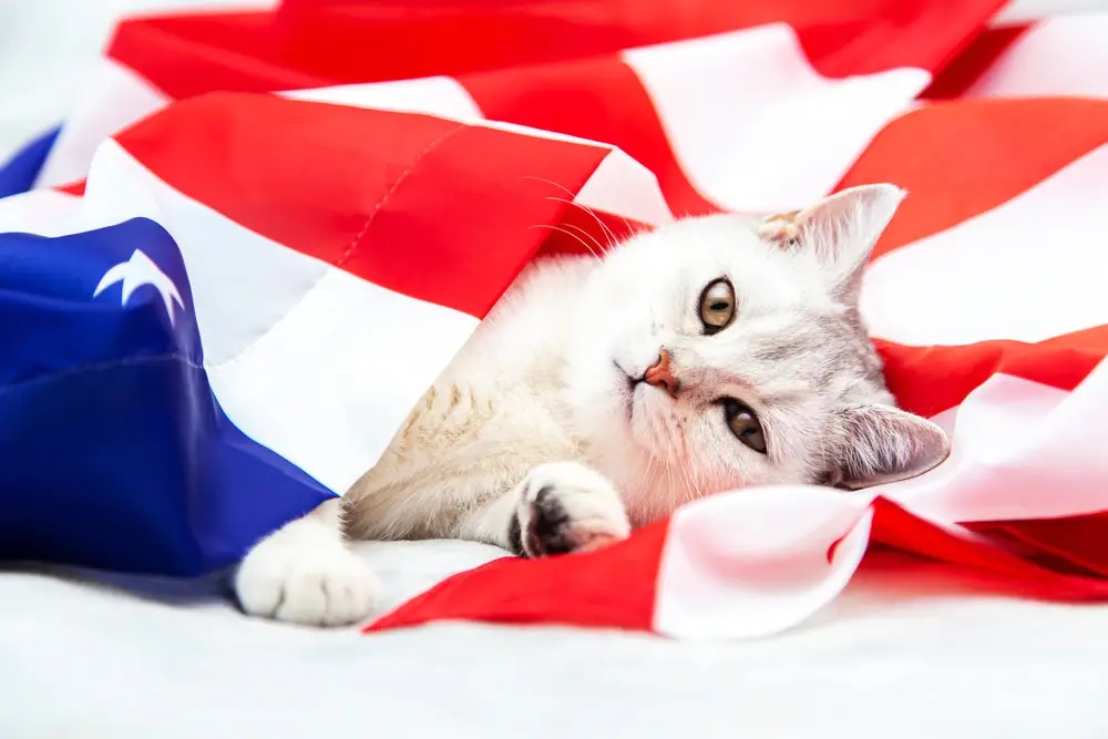 National Cat Day USA National Cat Day USA