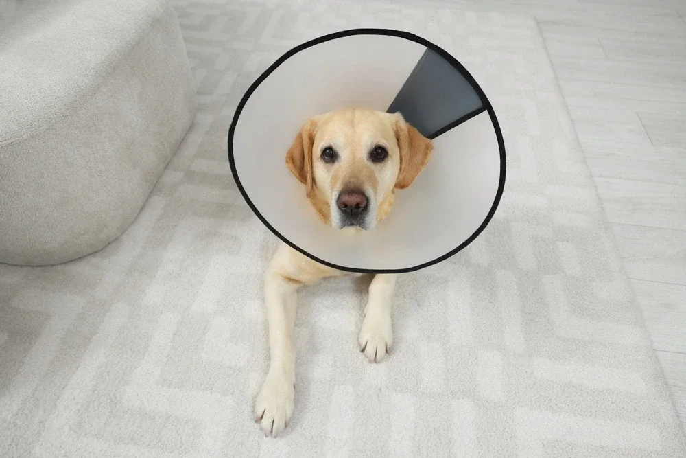 Side Effects Of Turmeric In Dogs Side Effects Of Turmeric In Dogs