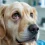 Dog Eye Infection: How to Spot and Treat It