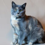 Blue Tortoiseshell Cat