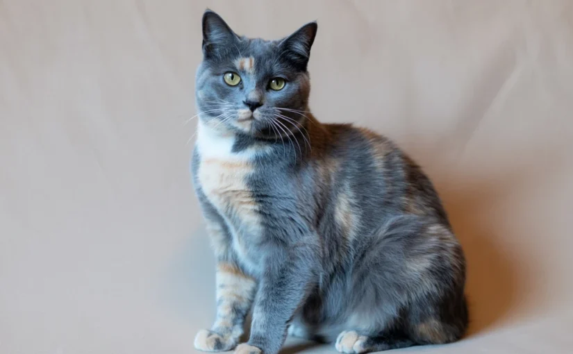 Blue Tortoiseshell Cat