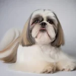 Shih Tzu Dog