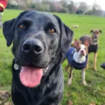 Dog Boarding Services