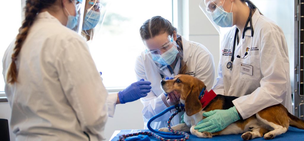 Vet Med Programs Vet Med Programs