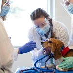 Vet Med Programs