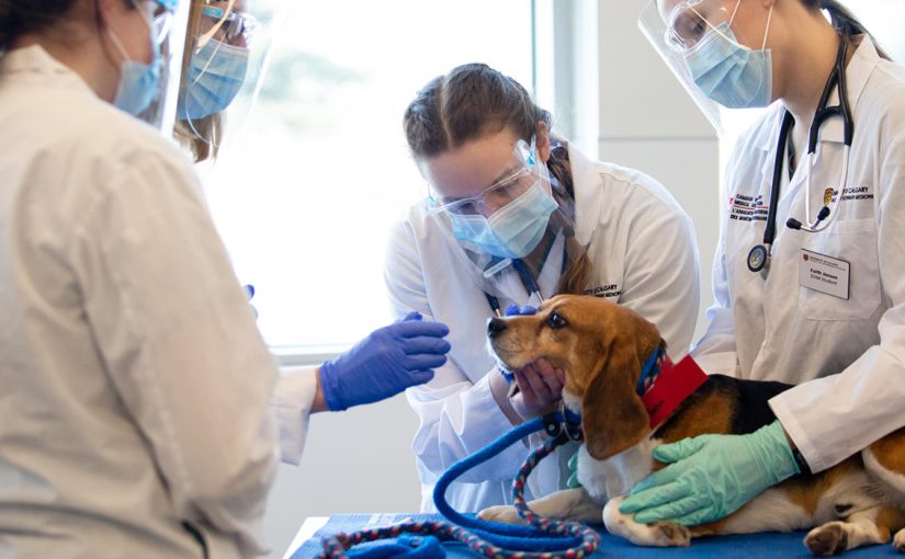 Vet Med Programs